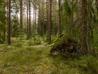 Çam ağacı ormanı. Orman terapisi ve stres atımı