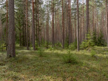 Çam ağacı ormanı. Orman terapisi ve stres atımı