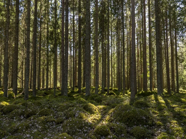 Forêt Pins Thérapie Forestière Soulagement Stress — Photo