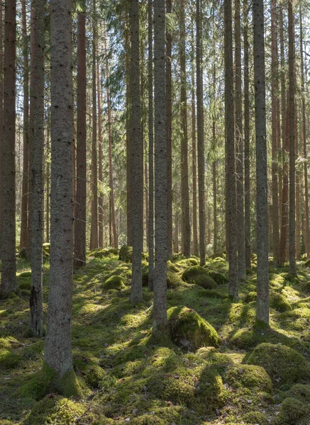Fenyőerdő Erdőkezelés Stresszoldás — Stock Fotó