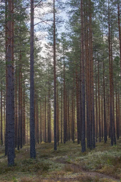 Forêt Pins Thérapie Forestière Soulagement Stress — Photo