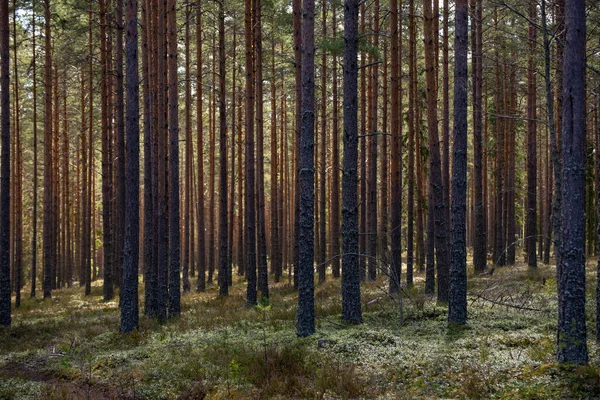 Forêt Pins Thérapie Forestière Soulagement Stress — Photo