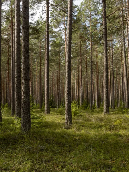 Сосновий Ліс Лісова Терапія Полегшення Стресу — стокове фото