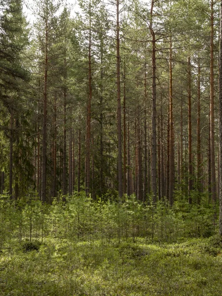 Sosnowy Las Terapia Leśna Łagodzenie Stresu — Zdjęcie stockowe
