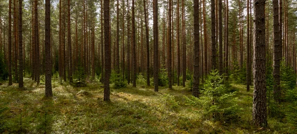 Fenyőerdő Erdőkezelés Stresszoldás — Stock Fotó