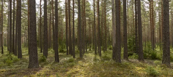 Sosnowy Las Terapia Leśna Łagodzenie Stresu — Zdjęcie stockowe
