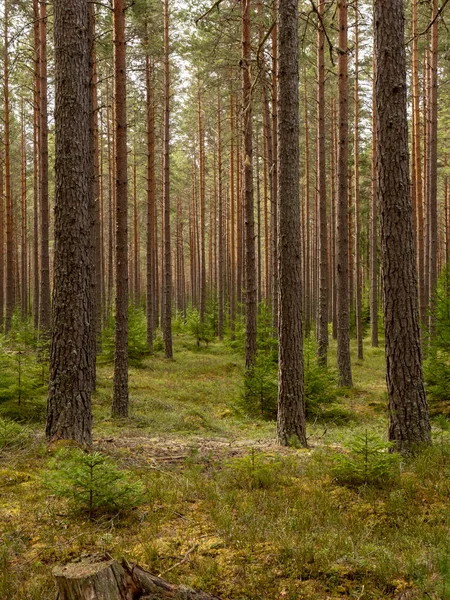 Forêt Pins Thérapie Forestière Soulagement Stress — Photo