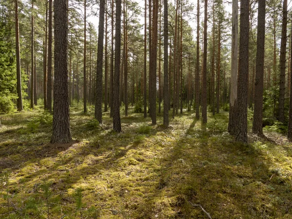 Dennenbos Bostherapie Stressverlichting — Stockfoto