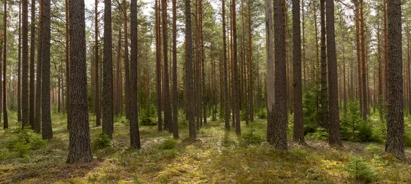 Pine Tree Forest Forest Therapy Stress Relief Royalty Free Stock Images