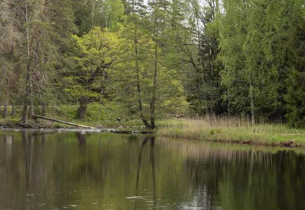 Río en primavera — Foto de Stock