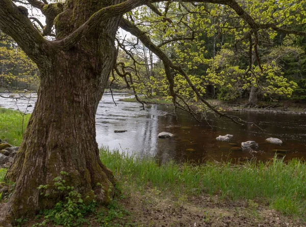 River in spring — Stock Photo, Image