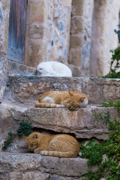 Rojo gato callejero adulto en una pared entre las calles medievales de th — Foto de Stock