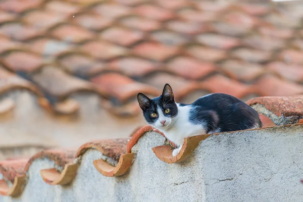 Rojo gato callejero adulto en una pared entre las calles medievales de th — Foto de Stock