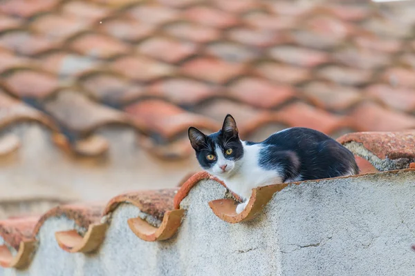 Red stray cat adult on a wall between the medieval streets of th — Stock Photo, Image
