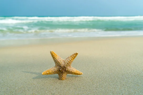 Tengeri csillag a tökéletes strand — Stock Fotó