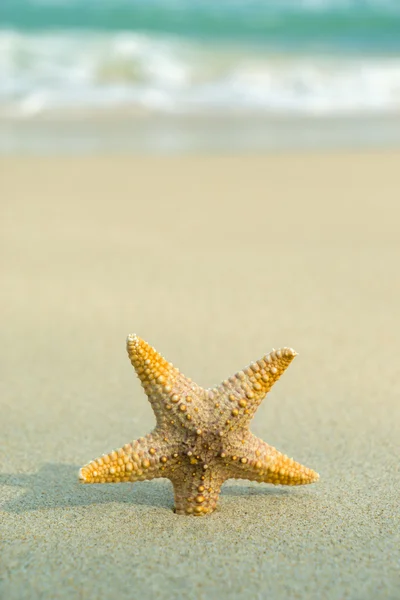 Starfish on perfect beach — Stock Photo, Image
