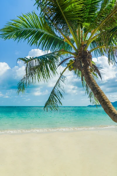 Spiaggia tropicale con albero di cocco — Foto Stock