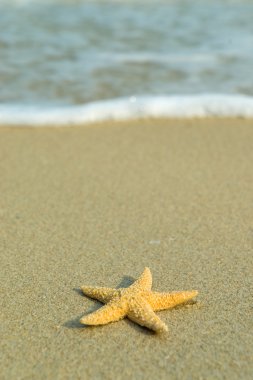 Deniz yıldızı mükemmel sahilde