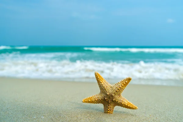 Морские звезды на идеальном пляже — стоковое фото