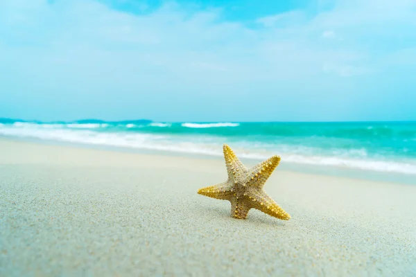 Starfish on perfect beach — Stock Photo, Image