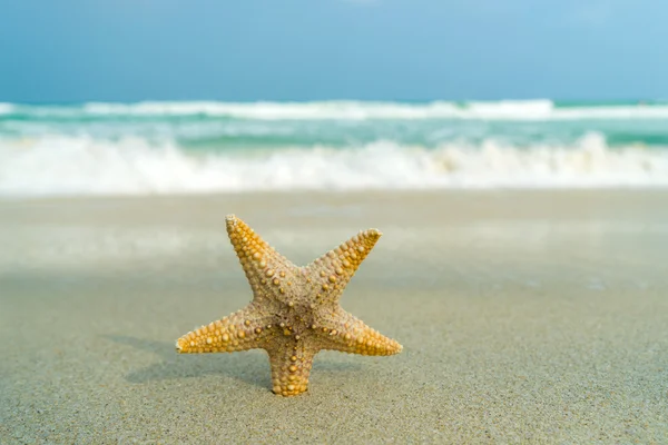 Tengeri csillag a tökéletes strand — Stock Fotó