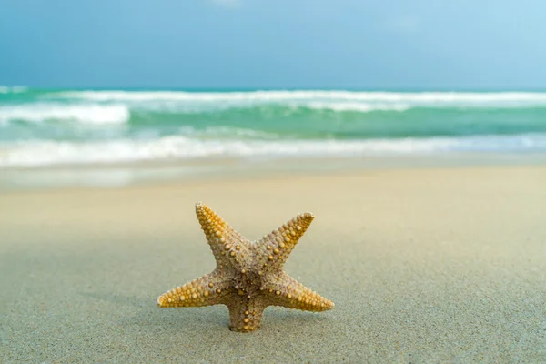 Starfish on perfect beach — Stock Photo, Image