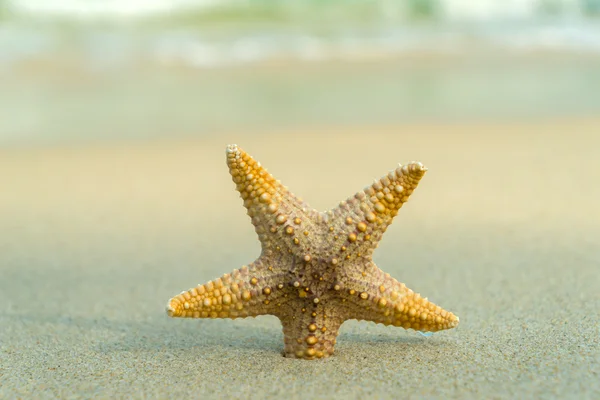 Starfish on perfect beach — Stock Photo, Image