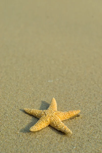 Starfish on perfect beach — Stock Photo, Image
