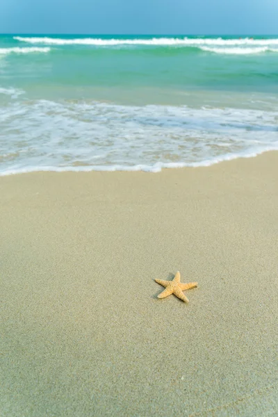 Starfish on perfect beach — Stock Photo, Image