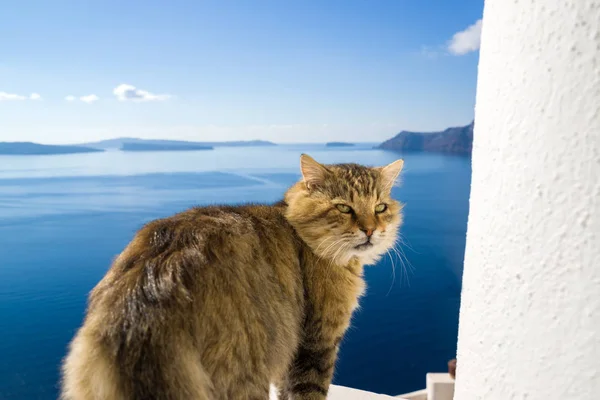 サントリーニ島の猫 — ストック写真