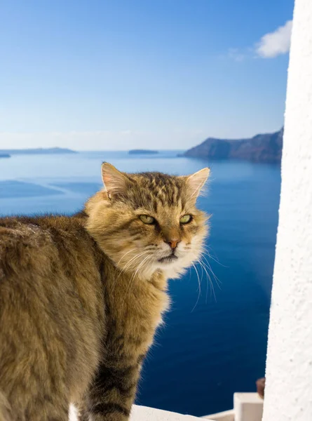 Cat de la isla de Santorini — Foto de Stock