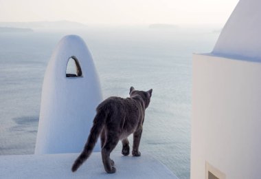 Kedi, Santorini Adası