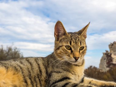 Kedi, Santorini Adası