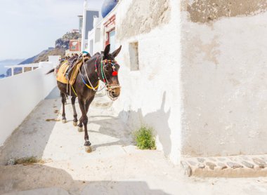 Santorini merdiven üzerinde eşek