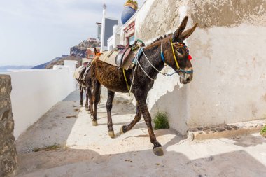 Santorini merdiven üzerinde eşek