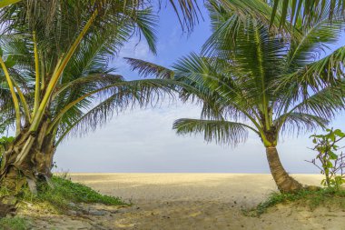 Hindistan cevizi palmiyeli tropik plaj