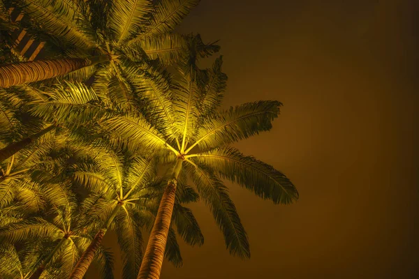 Tropical beach with coconut palm tree — Stock Photo, Image