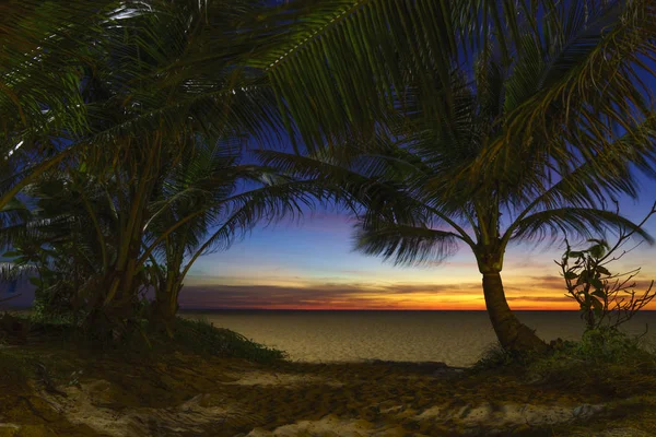 Tropical beach with coconut palm tree — Stock Photo, Image