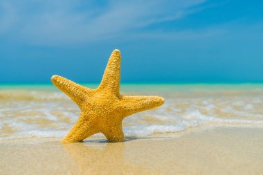 Güneşli bir sahilde deniz yıldızı