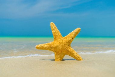 Güneşli bir sahilde deniz yıldızı