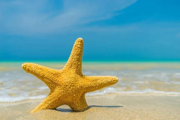 Starfish on the beach on a sunny day — Stock Photo, Image