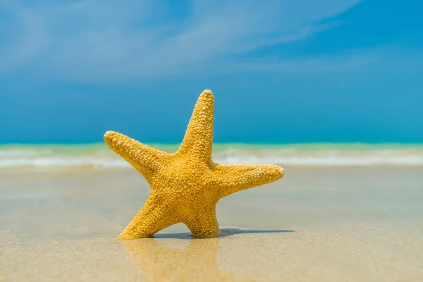 stock image Starfish on the beach on a sunny day