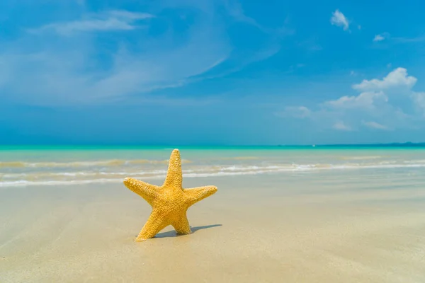 Морские звезды на пляже в солнечный день — стоковое фото
