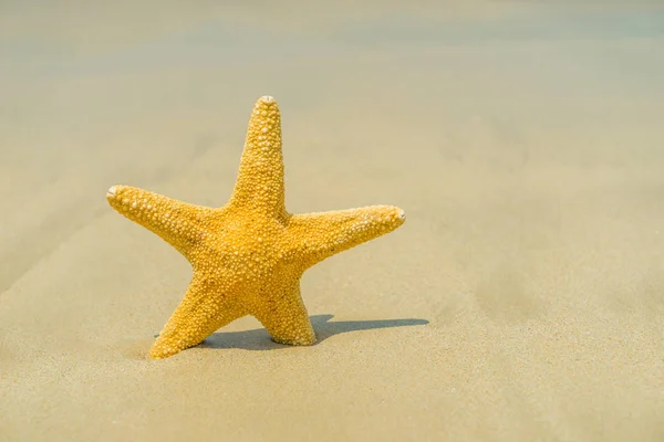 Étoile de mer sur la plage par une journée ensoleillée — Photo
