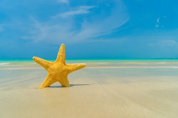Морские звезды на пляже в солнечный день — стоковое фото