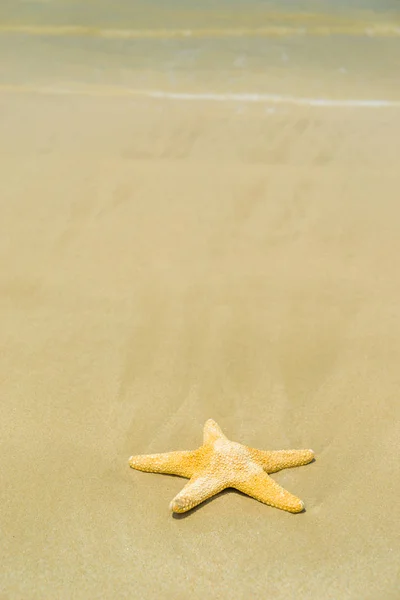 Étoile de mer sur la plage par une journée ensoleillée — Photo