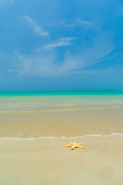 Estrella de mar en la playa en un día soleado —  Fotos de Stock