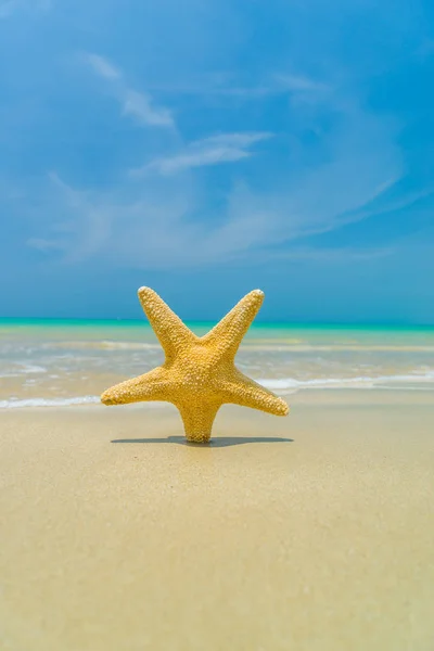 Étoile de mer sur la plage par une journée ensoleillée — Photo