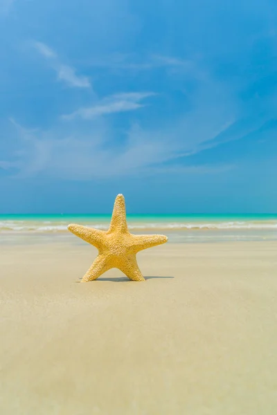 Zeesterren op het strand op een zonnige dag — Stockfoto