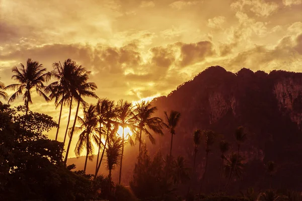 Kokospalmen silhouet op het strand bij zonsondergang. — Stockfoto